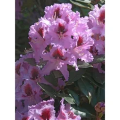 OBI Rhododendron-Hybride "Rasputin" Violett Höhe Ca. 20 - 30 Cm Topf Ca. 5 L -Günstiges Heissner Geschäft Hybride Rasputin Violett 1