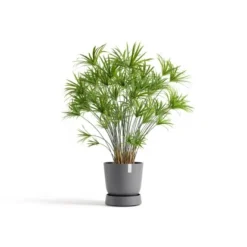 Ecopots Untersetzer Oslo Rollen Grau 32,2 Cm X 8,5 Cm 6 Ecopots Untersetzer Oslo Rollen Grau 32,2 Cm X 8,5 Cm -Günstiges Heissner Geschäft SaucerWheelsOslo35Grey 11