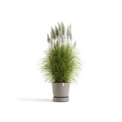 Ecopots Untersetzer Oslo Rollen Braungrau 41 Cm X 9,5 Cm -Günstiges Heissner Geschäft SaucerWheelsOslo45Taupe 11