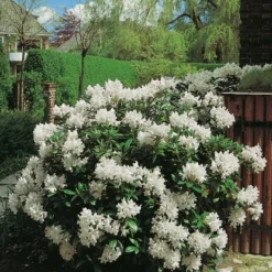 OBI Rhododendron "Cunninghams White" Weiß Höhe Ca. 20 - 30 Cm Topf Ca. 5 L 13 OBI Rhododendron "Cunninghams White" Weiß Höhe Ca. 20 - 30 Cm Topf Ca. 5 L -Günstiges Heissner Geschäft White Caucasicum hybrid 2