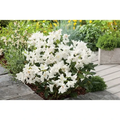 OBI Rhododendron "Cunninghams White" Weiß Höhe Ca. 20 - 30 Cm Topf Ca. 5 L 6 OBI Rhododendron "Cunninghams White" Weiß Höhe Ca. 20 - 30 Cm Topf Ca. 5 L – Bild 4