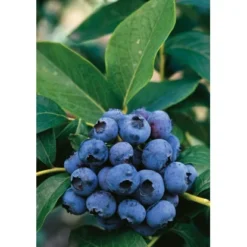 Heidelbeere "Hortiblue Petite" Höhe 40 - 60 Cm Topf-Ø 4,6 L Vaccinium -Günstiges Heissner Geschäft accinium corymbosum Dixi 1