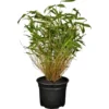OBI Gartenbambus Höhe 30 - 40 Cm Topf Ca. 3 L Fargesia Murielae 2 OBI Gartenbambus Höhe 30 - 40 Cm Topf Ca. 3 L Fargesia Murielae -Günstiges Heissner Geschäft ca 3 l fargesia murielae 1