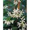 GROW By OBI Sternjasmin Höhe Ca. 90 Cm Topf Ca. 18 L Rhyncospermum Jasminoides -Günstiges Heissner Geschäft chelospermum jasminoides 1