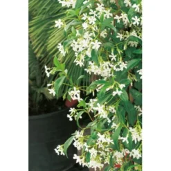 GROW By OBI Sternjasmin Höhe Ca. 90 Cm Topf Ca. 18 L Rhyncospermum Jasminoides -Günstiges Heissner Geschäft chelospermum jasminoides 2