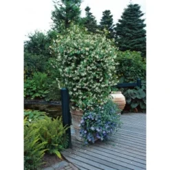 GROW By OBI Sternjasmin Höhe Ca. 90 Cm Topf Ca. 18 L Rhyncospermum Jasminoides -Günstiges Heissner Geschäft chelospermum jasminoides 3