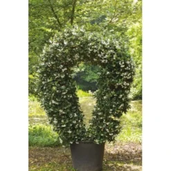 GROW By OBI Sternjasmin Höhe Ca. 90 Cm Topf Ca. 18 L Rhyncospermum Jasminoides -Günstiges Heissner Geschäft chelospermum jasminoides 4