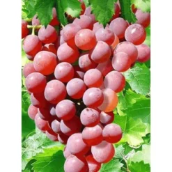 Weinrebe "Piroschka" Rosé Topf Ca. 3 L Vitis -Günstiges Heissner Geschäft chka ros topf ca 3 l vitis