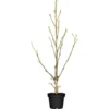 OBI Magnolie "Satisfaction" Höhe Ca. 60 - 80 Cm Topf Ca. 7,5 L Magnolia -Günstiges Heissner Geschäft cm Topf ca. 75 l Magnolia