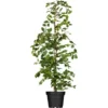 Säulenhainbuche "Lucas" Höhe Ca. 40 - 60 Cm Topf Ca. 5 L Carpinus