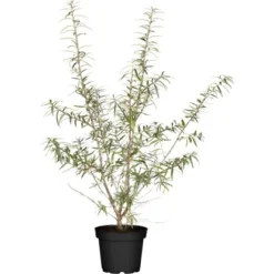 Sanddorn "Orange Energy" Höhe Ca. 60 - 80 Cm Topf Ca. 5 L Hippophae