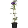 Waldrebe Pyramide Höhe Ca. 90 Cm Topf-Ø Ca. 7,5 L Clematis 2 Waldrebe Pyramide Höhe Ca. 90 Cm Topf-Ø Ca. 7,5 L Clematis -Günstiges Heissner Geschäft cm Topf ca 75 l Clematis 1