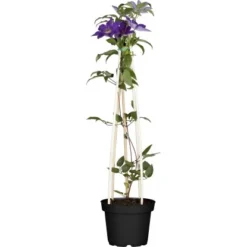 Waldrebe Pyramide Höhe Ca. 90 Cm Topf-Ø Ca. 7,5 L Clematis