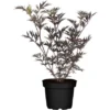 Schwarzer Holunder "Black Lace" Weiß Höhe Ca. 20 - 30 Cm Topf Ca. 3 L Sambucus -Günstiges Heissner Geschäft cm topf ca. 3 l sambucus 1