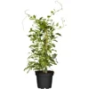 GROW By OBI Bio Kiwi "Issai" Selbstfruchtend Topf Ca. 2 L Actinidia -Günstiges Heissner Geschäft cm topf ca2 l actinidia 1 1