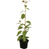 GROW By OBI Bio Kiwi "Solo" Selbstfruchtend Topf Ca. 2 L Actinidia -Günstiges Heissner Geschäft cm topf ca2 l actinidia 1