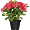 Bauernhortensie Rot Höhe Ca. 40 - 50 Cm Topf Ca. 5 L Hydrangea 1 Bauernhortensie Rot Höhe Ca. 40 - 50 Cm Topf Ca. 5 L Hydrangea -Günstiges Heissner Geschäft cm topf ca5 l hydrangea 1 1
