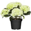 Bauernhortensie Weiß Höhe Ca. 40 - 50 Cm Topf Ca. 5 L Hydrangea -Günstiges Heissner Geschäft cm topf ca5 l hydrangea 1 2