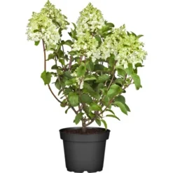 Rispenhortensie "Silver Dollar" Höhe Ca. 60 - 80 Cm Topf Ca. 10 L Hydrangea