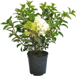 Rispenhortensie "Phantom" Weiß Höhe Ca. 60 - 80 Cm Topf Ca. 10 L Hydrangea