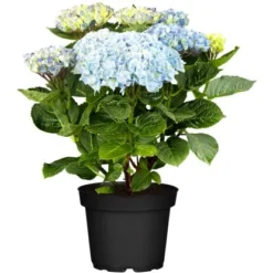 Ballhortensie "Magical Coral" Blau Höhe Ca. 30 - 40 Cm Topf Ca. 5 L Hydrangea -Günstiges Heissner Geschäft cm topf ca 5 l hydrangea 1