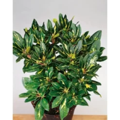 OBI Rhododendron "Goldflimmer" Rosa Höhe 30 - 40 Cm Topf Ca. 5 L -Günstiges Heissner Geschäft dendron Goldflimmer Pont 3