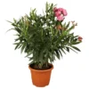 Oleander Dreifarbig Topf-Ø Ca. 19 Cm Nerium