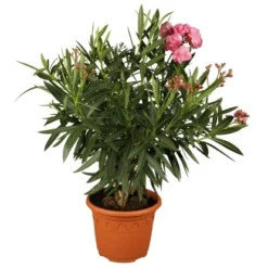 Oleander Dreifarbig Topf-Ø Ca. 19 Cm Nerium