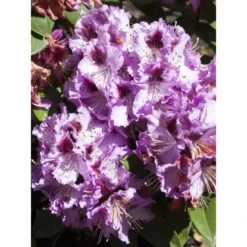 OBI Rhododendron-Hybride "Pfauenauge" Lila Höhe Ca. 20 - 30 Cm Topf Ca. 4 L -Günstiges Heissner Geschäft e 2030cm 4l rhododendron 1 1