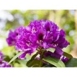 OBI Rhododendron-Hybride "Rasputin" Violett Höhe Ca. 20 - 30 Cm Topf Ca. 5 L -Günstiges Heissner Geschäft e 2030cm 5l rhododendron 1 1