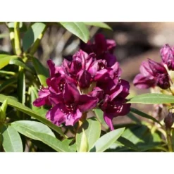 OBI Rhododendron-Hybride "Polarnacht" Schwarzviolett Höhe Ca. 20-30cm Topf Ca.5l -Günstiges Heissner Geschäft e 2030cm 5l rhododendron 1