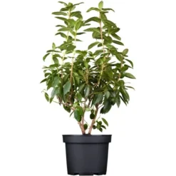 Vorfrühlings-Rhododendron "Praecox" Lila Höhe Ca. 30 - 40 Cm Topf Ca. 4 L -Günstiges Heissner Geschäft e ca 30 40 cm topf ca 4 l
