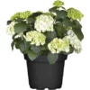 Bauernhortensie Topf Ca. 7,5 L Hydrangea -Günstiges Heissner Geschäft e topf ca 75 l hydrangea 1