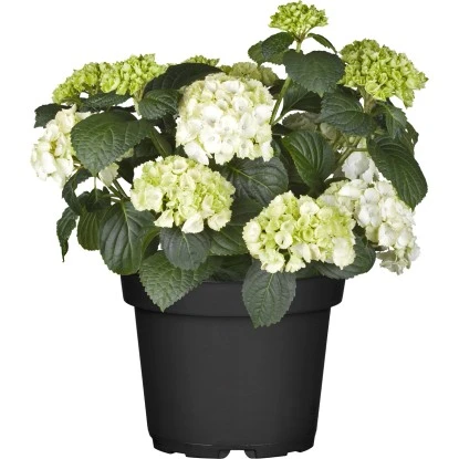 Bauernhortensie Topf Ca. 7,5 L Hydrangea 3 Bauernhortensie Topf Ca. 7,5 L Hydrangea