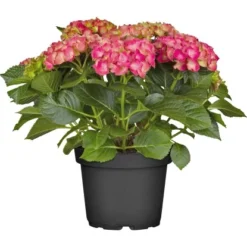 Bauernhortensie Topf Ca. 7,5 L Hydrangea 6 Bauernhortensie Topf Ca. 7,5 L Hydrangea -Günstiges Heissner Geschäft e topf ca 75 l hydrangea 2