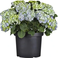 Bauernhortensie Topf Ca. 7,5 L Hydrangea 7 Bauernhortensie Topf Ca. 7,5 L Hydrangea -Günstiges Heissner Geschäft e topf ca 75 l hydrangea 3
