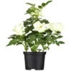 Englische Rosen "British Collection" Weiß Höhe Ca. 40-50 Cm Topf-Ø Ca. 5 L -Günstiges Heissner Geschäft ei gestbt 4050 cm 5lrosa 1