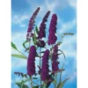 OBI Sommerflieder Violett Container Ca. 3 L 1 OBI Sommerflieder Violett Container Ca. 3 L -Günstiges Heissner Geschäft eja davidii black knight 1