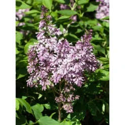 OBI Amerikanischer Flieder "Minuet" Violett Höhe Ca. 40 - 50 Cm Topf Ca. 3,5 L -Günstiges Heissner Geschäft ett hoehe 4050cm syringa 1