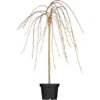 OBI Hängende Kätzchenweide "Pendula" Gelb Höhe Ca. 50-60 Cm Topf Ca. 3,5 L Salix