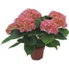 GROW By OBI Bauernhortensie "Gräfin Cosel" Rosa Topf Ca. 5 L Hydrangea -Günstiges Heissner Geschäft graefin cosel rosa topf ca