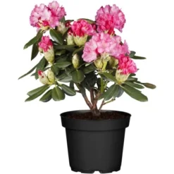 OBI Yaku-Rhododendron "Fantastica" Rosarot Höhe Ca. 20 - 30 Cm Topf Ca. 5 L -Günstiges Heissner Geschäft he ca20 30 cm topf ca5 l 1 1
