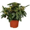 OBI Yaku-Rhododendron "Golden Torch" Grün Höhe Ca. 20 - 30 Cm Topf Ca. 5 L -Günstiges Heissner Geschäft he ca20 30 cm topf ca5 l 1 2