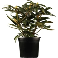 OBI Yaku-Rhododendron "Blurettia" Rotviolett Höhe Ca. 20 - 30 Cm Topf Ca. 5 L