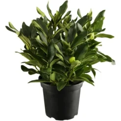 OBI Rhododendron "Cunninghams White" Weiß Höhe Ca. 20 - 30 Cm Topf Ca. 5 L 10 OBI Rhododendron "Cunninghams White" Weiß Höhe Ca. 20 - 30 Cm Topf Ca. 5 L -Günstiges Heissner Geschäft he ca20 30 cm topf ca5 l 1 4