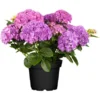 Bauernhortensie Hovaria "Hobergine" Lila Höhe Ca. 50 - 60 Cm Topf Ca. 5 L