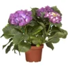 Bauernhortensie "Premium" Blau-Lila Topf Ca. 3 L Hydrangea -Günstiges Heissner Geschäft ila Topf ca. 3 l Hydrangea