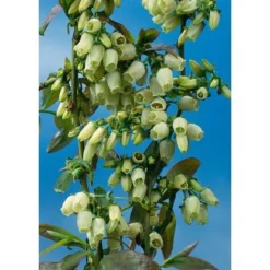 Heidelbeere "Hortiblue Petite" Höhe 40 - 60 Cm Topf-Ø 4,6 L Vaccinium -Günstiges Heissner Geschäft inium corymbosum Coville 2