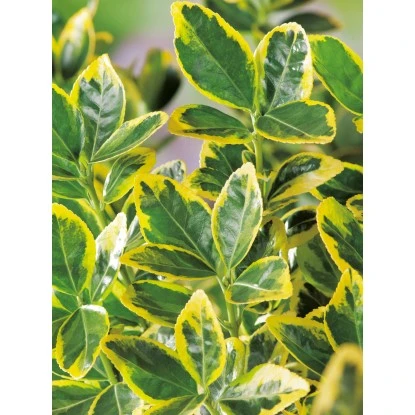 OBI Japanischer Spindelstrauch "Elegantissimus Aureus" Höhe Ca.65 Cm Topf Ca.9 L 4 OBI Japanischer Spindelstrauch "Elegantissimus Aureus" Höhe Ca.65 Cm Topf Ca.9 L – Bild 2