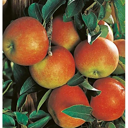 Herbstapfel "Rebella" Gelb-Rot Topf Ca. 9,5 L Malus 3 Herbstapfel "Rebella" Gelb-Rot Topf Ca. 9,5 L Malus